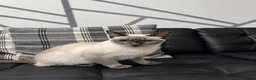 Siamese cats for sale: Siamese cat - Advert 5