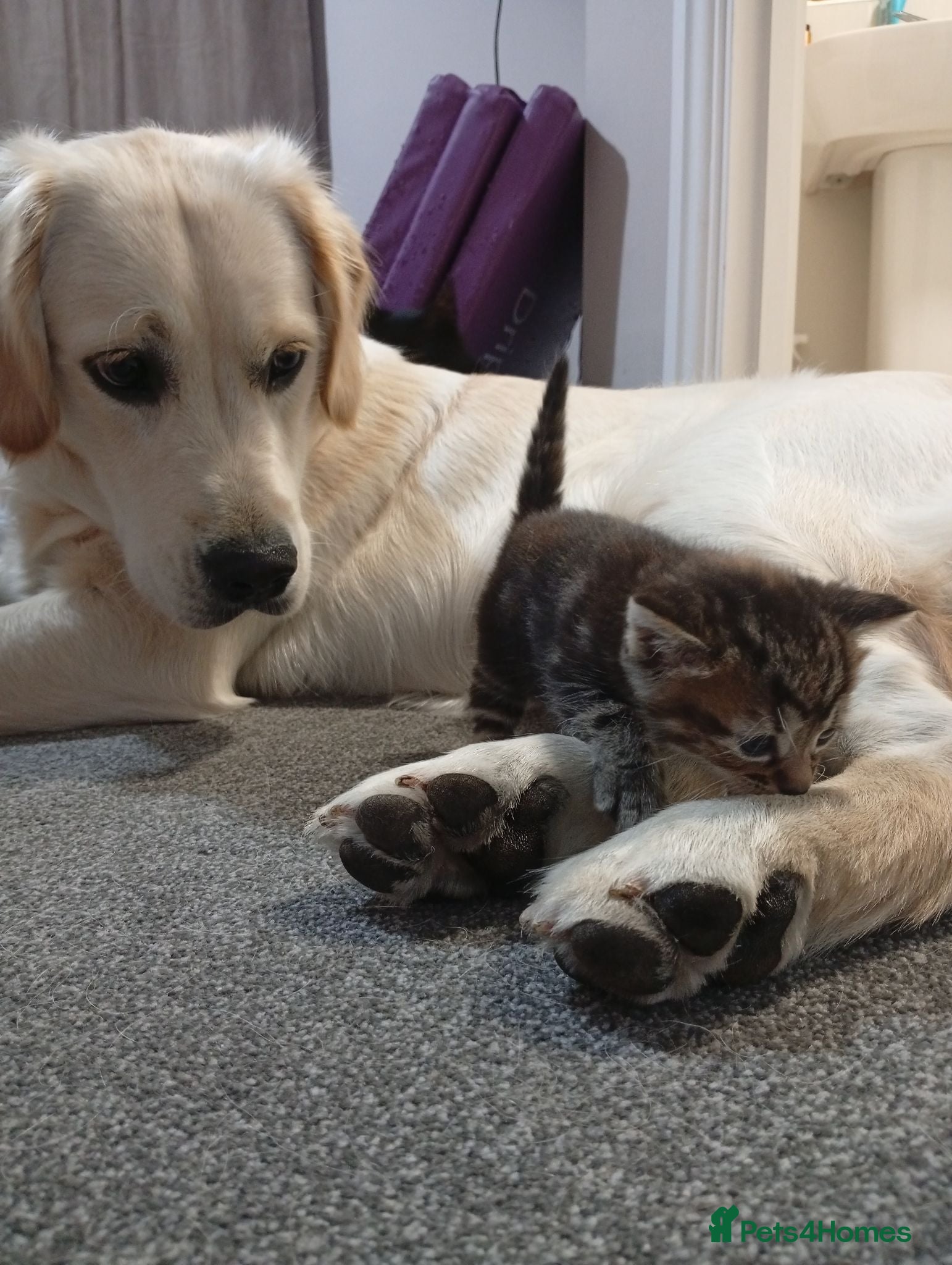 Mixed Breed cats Gorgeous Kittens  - Advert 7