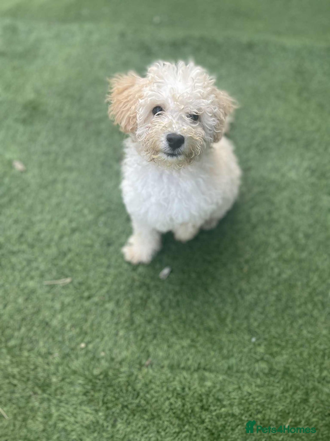 Toy Poodle dogs for sale: BOBBY THE POODLE LOOKING FOR ITS FOREVER HOME  - Image 2