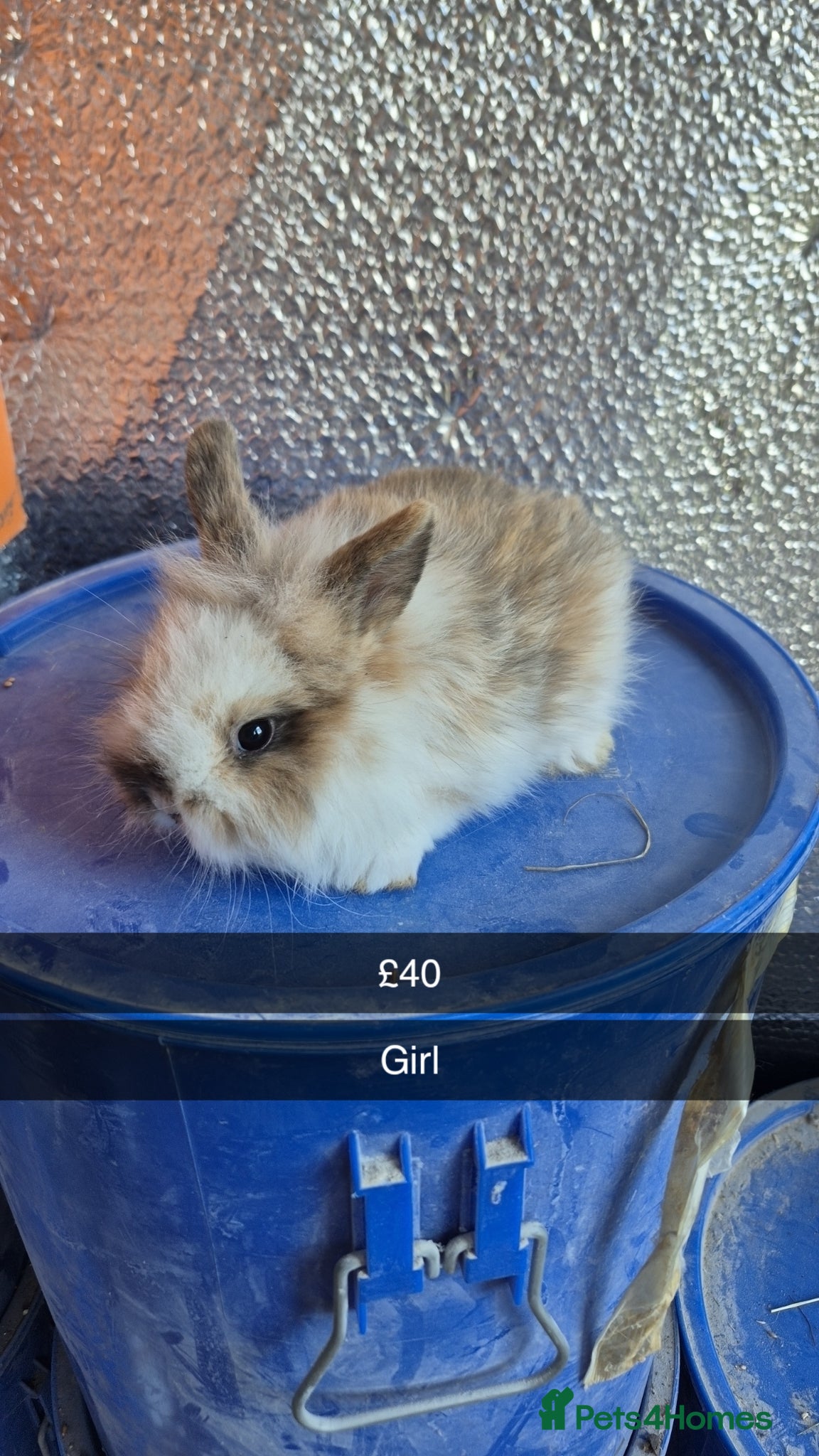 Lionhead rabbits Lionhead Baby Rabbits 8 weeks (Friendly) - Advert 1