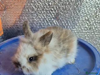 Lionhead rabbits Lionhead Baby Rabbits 8 weeks (Friendly) - Advert 1