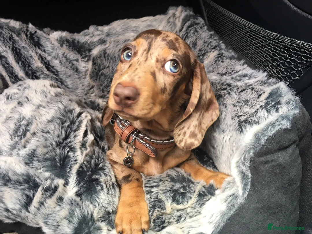 Miniature Dachshund dogs for sale: Miniature Daxies 5 boys PRA clear ⭐  - Advert 1