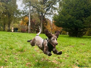 Cocker Spaniel dogs Cocker Spaniel Roam - Advert 2