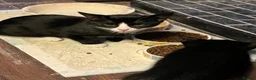 Oriental cats for sale: 9 STUNNING KITTENS - PLEASE READ DESCRIPTION!! - Advert 18