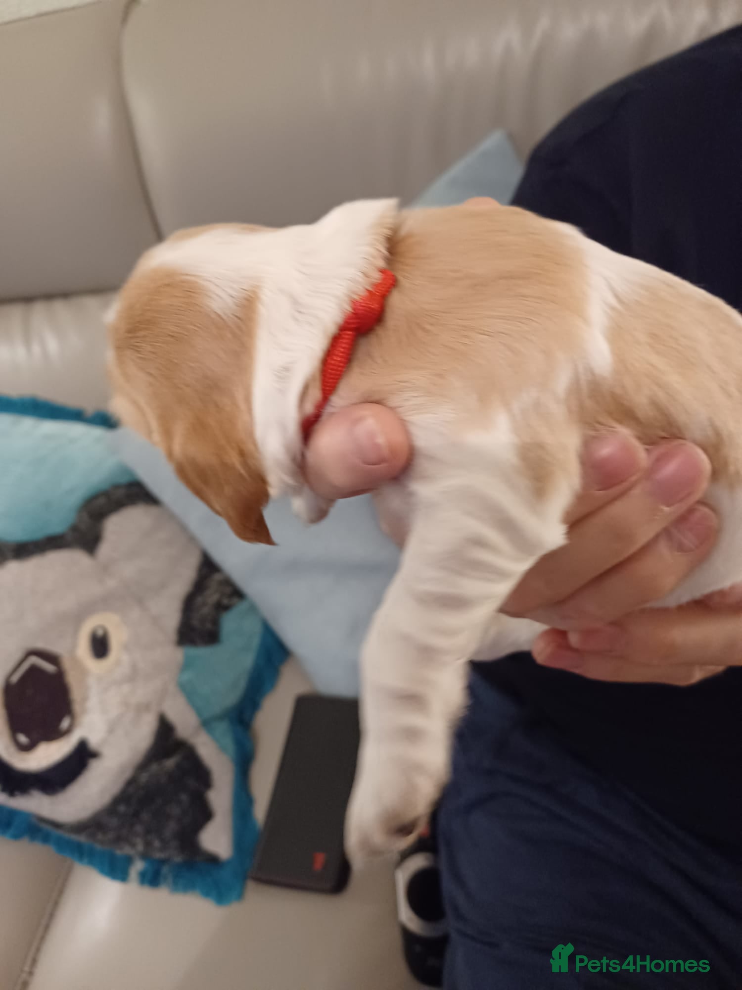 Cocker Spaniel dogs Beautiful Show Type Cocker Spaniels - Advert 2