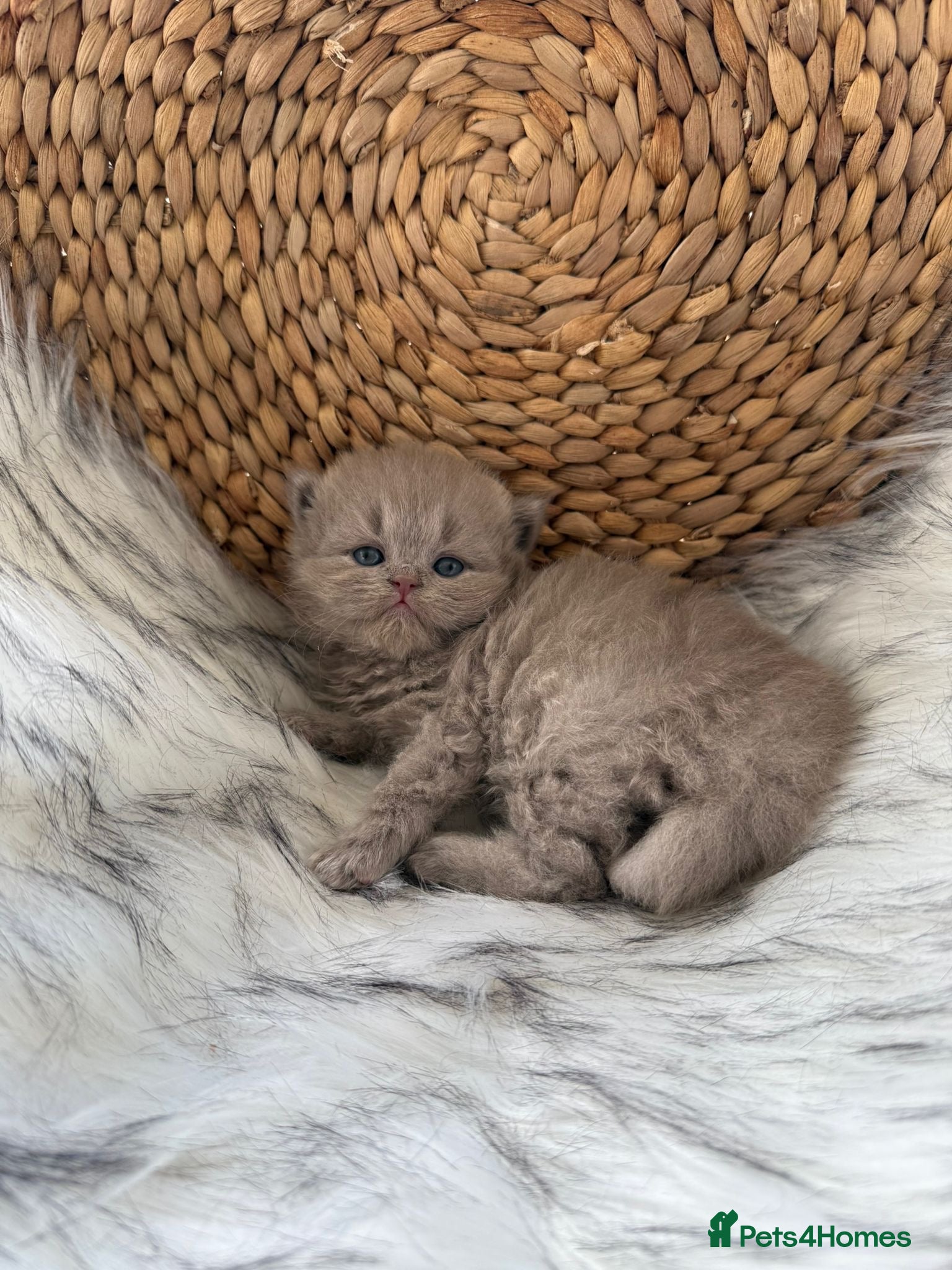 British Shorthair cats Gccf British Shorthair & Longhair Kittens - Advert 1