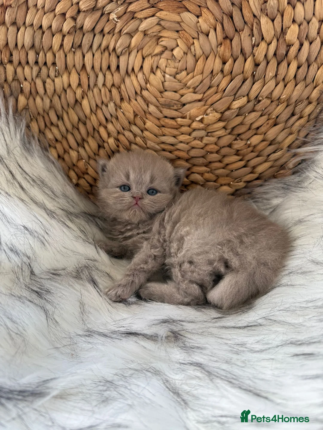 British Shorthair cats for sale: Gccf British Shorthair & Longhair Kittens - Advert 1