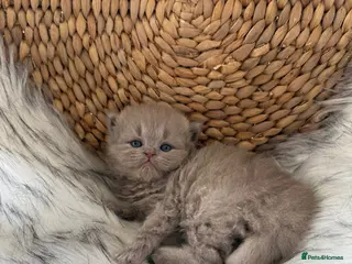 British Shorthair cats Gccf British Shorthair & Longhair Kittens - Advert 1