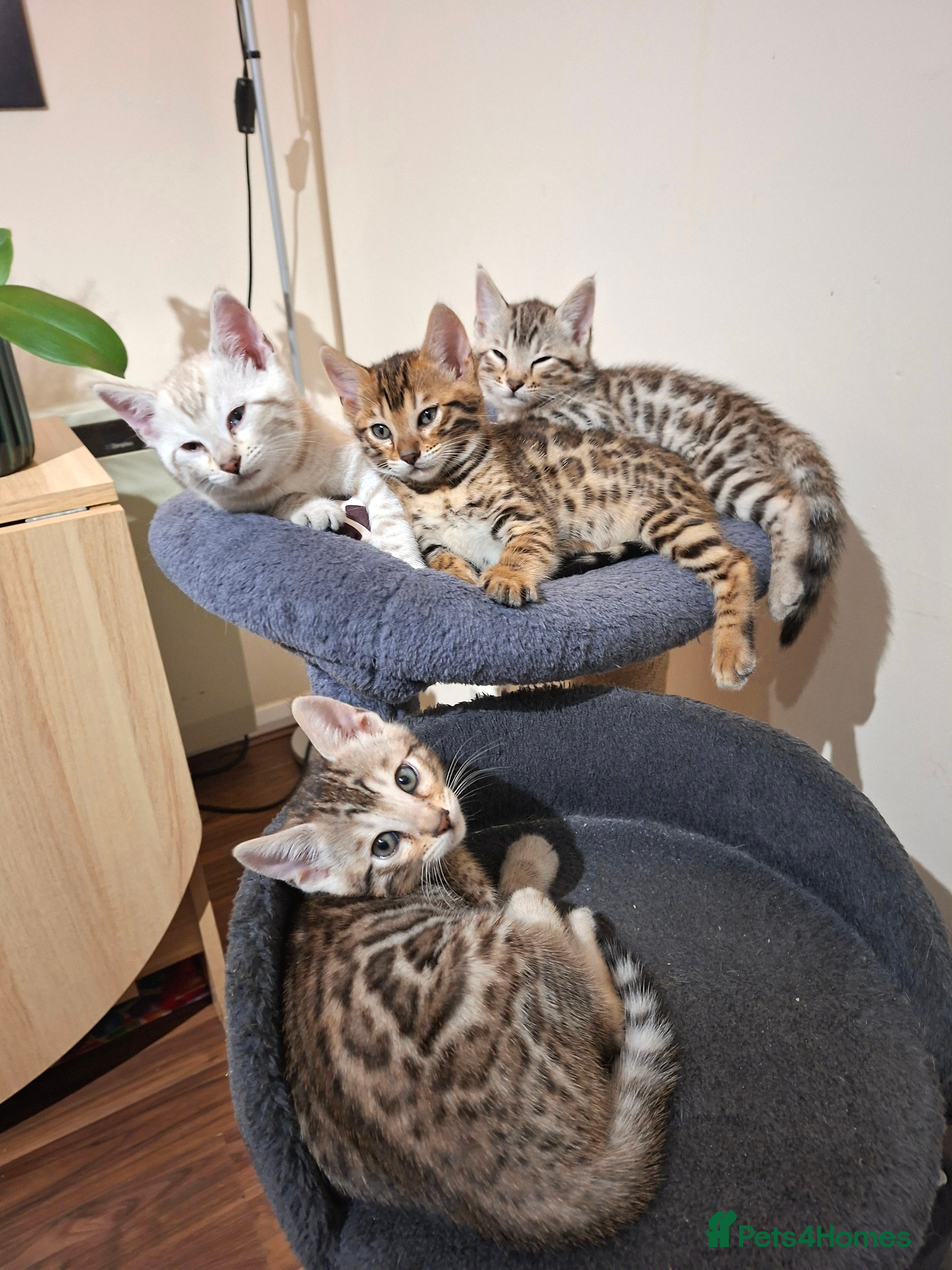 Bengal cats Four gorgeous Bengal kittens: snow, brown, silver - Advert 13