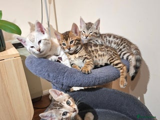Bengal cats Four gorgeous Bengal kittens: snow, brown, silver - Advert 1
