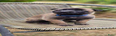 Belgian Shepherd Malinois Dog 1 - Blue Collar