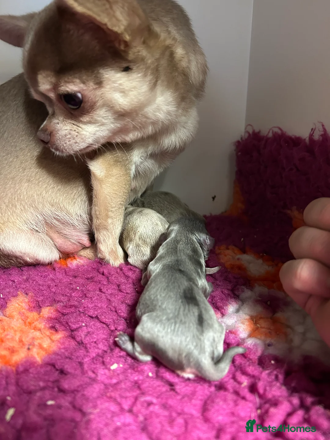 Chihuahua dogs for sale: Two Chihuahua Puppies - Advert 2