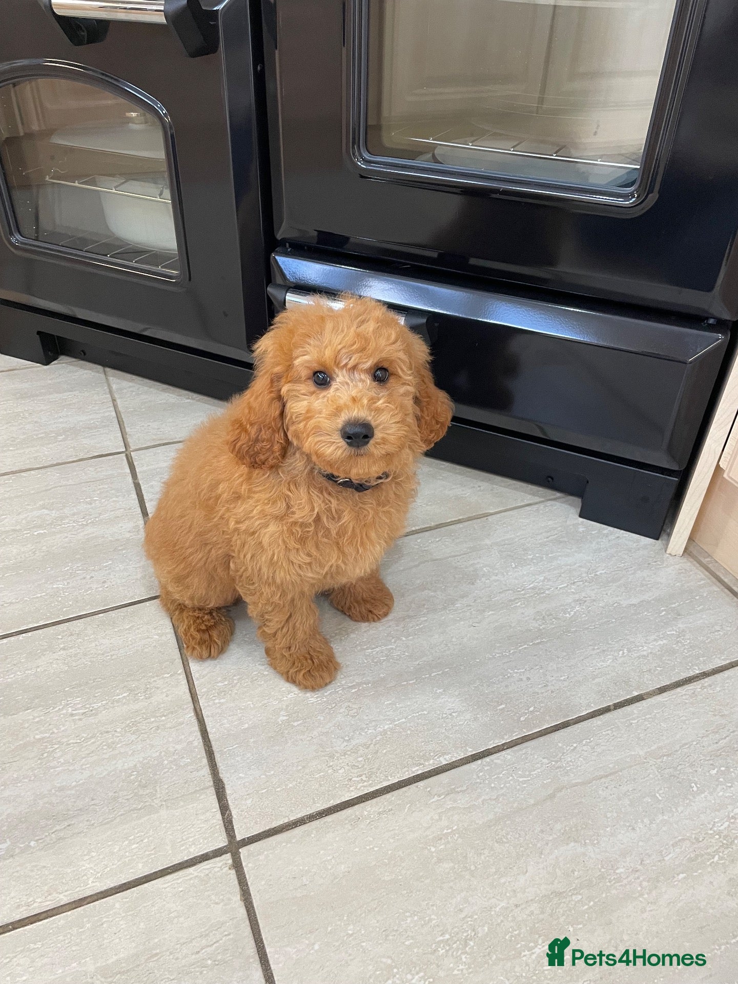 Cavapoochon dogs Adorable Cavapoochon puppies 💕 - Advert 1