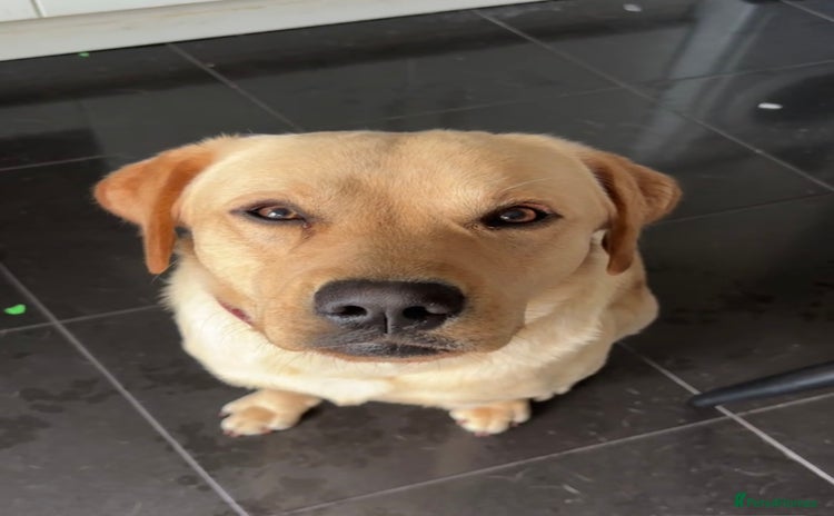 Labrador Retriever dogs - Advert 1