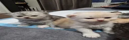 Persian cats for sale: 6 Stunning Persian Kittens - Advert 8