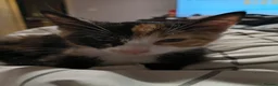 Domestic Shorthair cats for sale: 5 beautiful lovely kittens 🐾🐾 in Boston - Advert 36