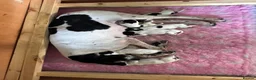 Pointer dogs for sale: ENGLISH POINTERS in Huntly - Advert 2