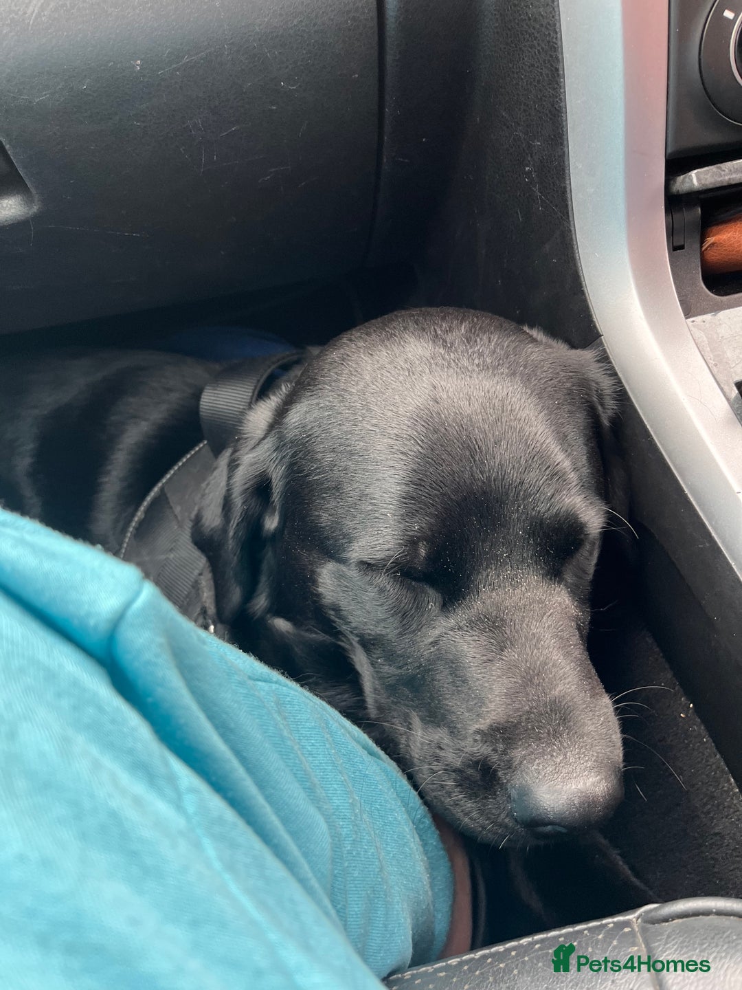 Labrador Retriever dogs for sale: Lovable 3 year old black Labrador Male  - Image 6