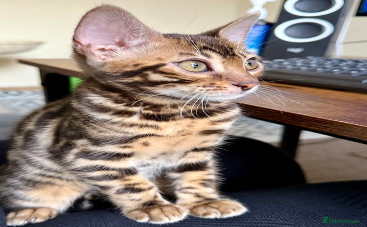 Bengal cats Bengal kittens  - Advert 2