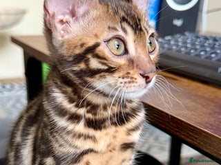 Bengal cats Bengal kittens - Advert 1