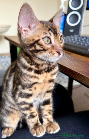 Bengal cats Bengal kittens - Advert 3