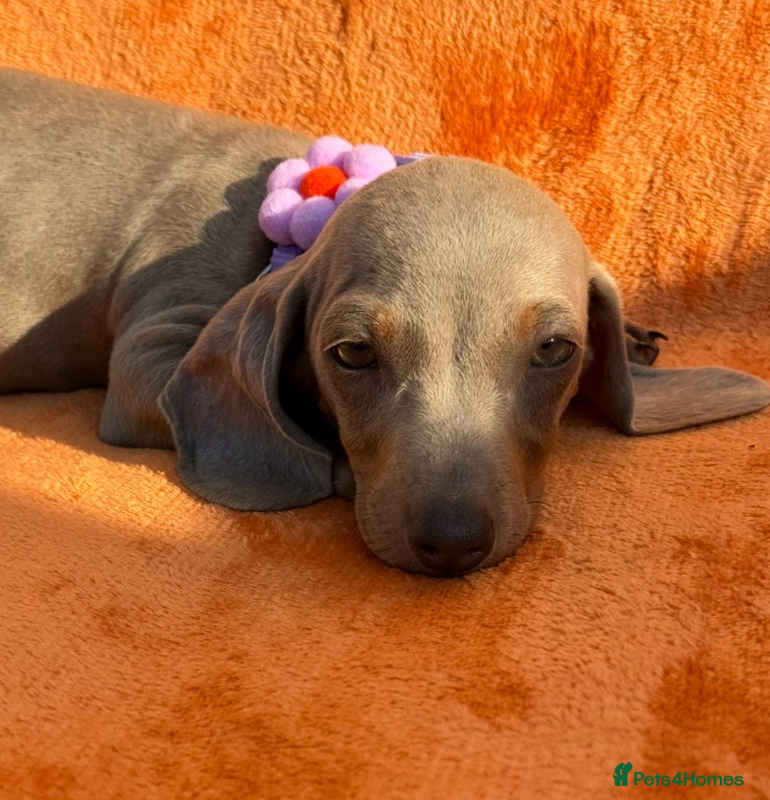 Miniature Dachshund dogs for sale: KC Reg Miniature Dachshund Puppies  - Image 7