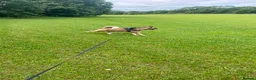 Mixed Breed dogs for sale: Nala Akita mix - Advert 2