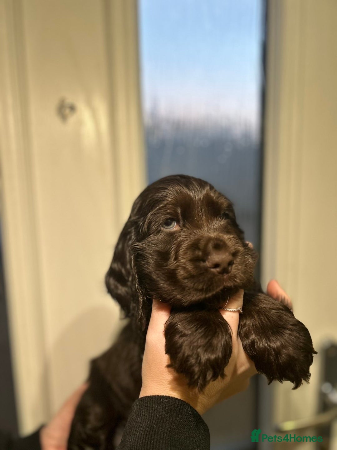 Cocker Spaniel dogs for sale: 💚2 boys available 💚show cocker spaniel puppies  - Advert 2