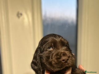 Cocker Spaniel dogs 💚2 boys available 💚show cocker spaniel puppies - Advert 14
