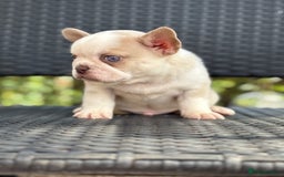 French Bulldog dogs for sale: Beautiful French bulldog puppies Available  - Image 4