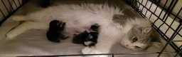 Siberian cats for sale: GCCF pedigree Siberian Tabby kittens - Advert 11