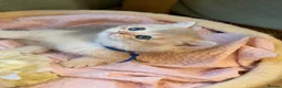 British Shorthair cats for sale: British shorthair adorable Blu golden GCCF kitens - Advert 19