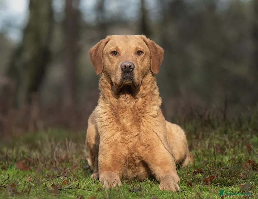 Labrador Retriever dogs for stud: Extensively Health Tested KC Working Lab Stud in York - Advert 4