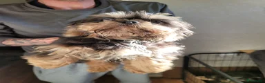 Shih Tzu Puppy 3