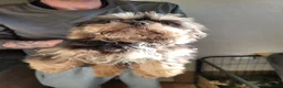 Shih Tzu dogs for sale: Imperial shih tzu puppies - Advert 3