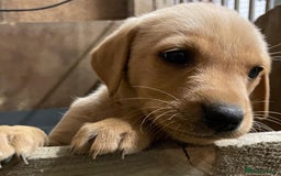 Labrador Retriever dogs for sale: Fox red Labradors  - Image 14