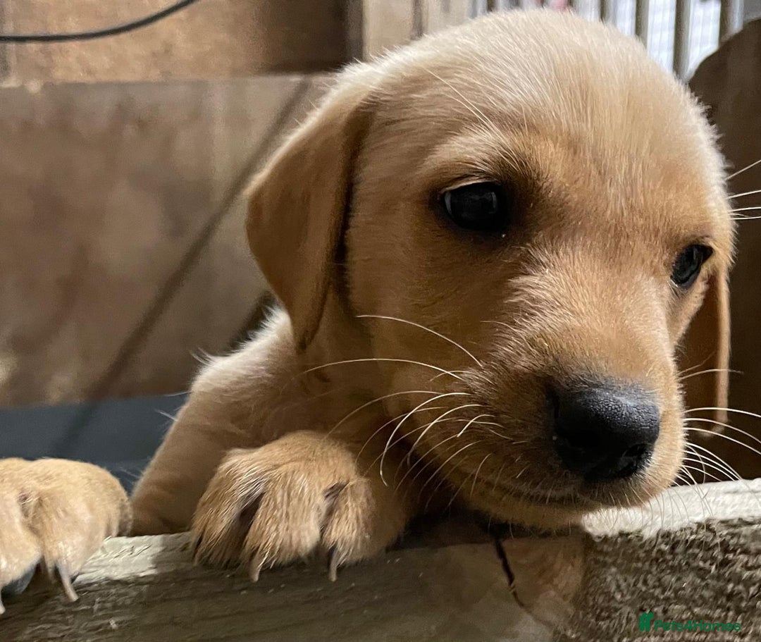 Labrador Retriever dogs for sale: Fox red Labradors  - Image 14