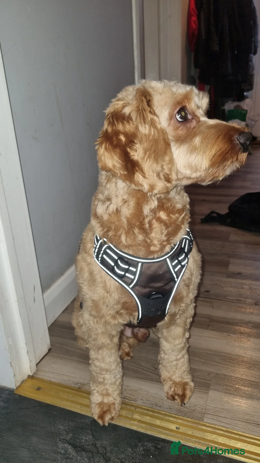 Cockapoo dogs for stud: Buddy in Alexandria - Advert 1