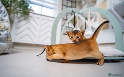 Abyssinian cats for sale: Champion Line Abyssinians- Rare Beauty- TICA reg. - Image 12