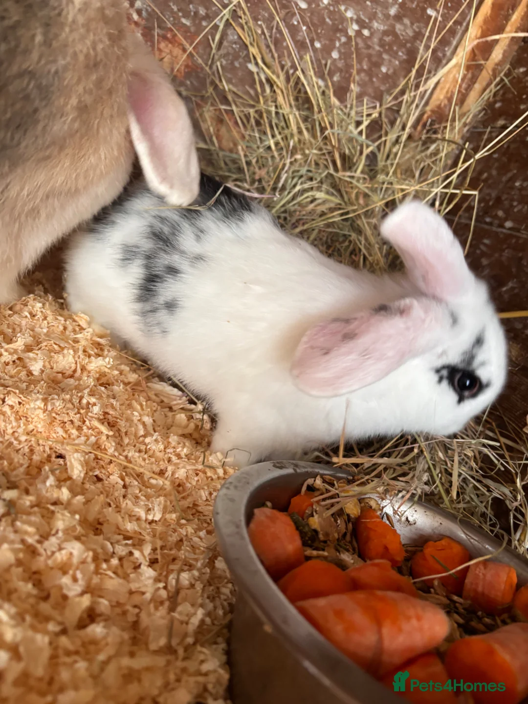 Mini Lop rabbits for sale: 7 baby mini lops ready for reserves  - Advert 39