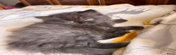 British Shorthair cats for sale: Plush rainbow litter of BSH x SF for viewing  - Advert 21