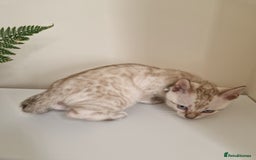 Bengal cats for sale: Stunning Glittered Pedigree Benga kittens  - Image 17