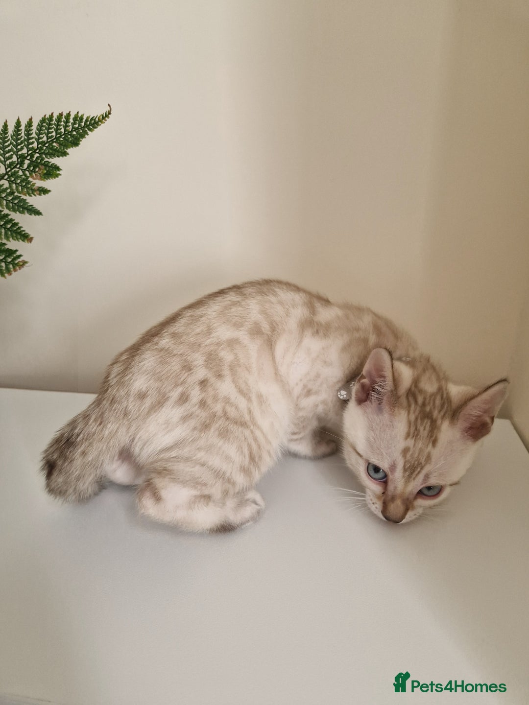 Bengal cats for sale: Stunning Glittered Pedigree Benga kittens  - Image 17