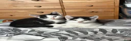 Mixed Breed cats for sale: Kittens looking for great homes - Advert 2