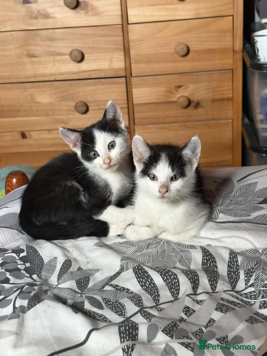 Mixed Breed cats for sale: Kittens looking for great homes - Advert 2