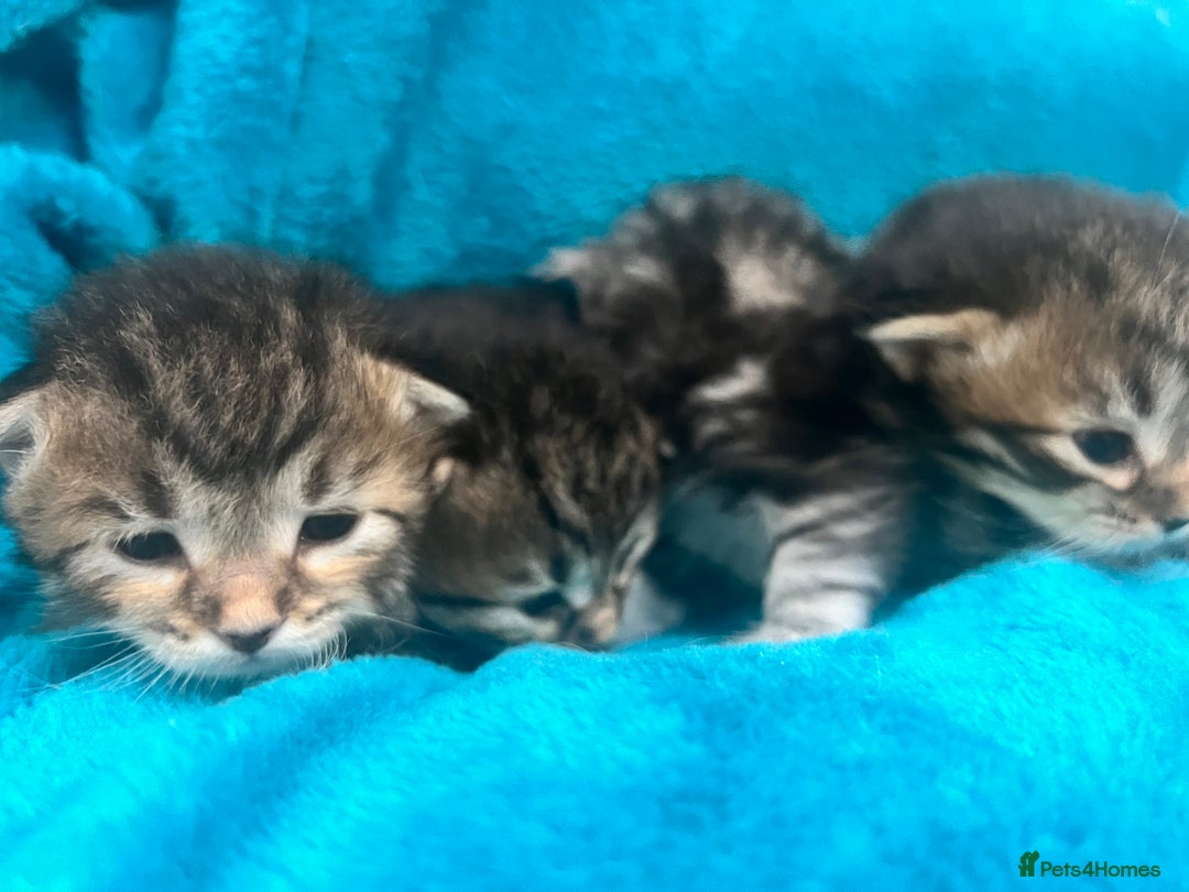 Siberian cats for sale: 🩶🩵Traditional Siberian Babies🩵🩶 - Advert 16