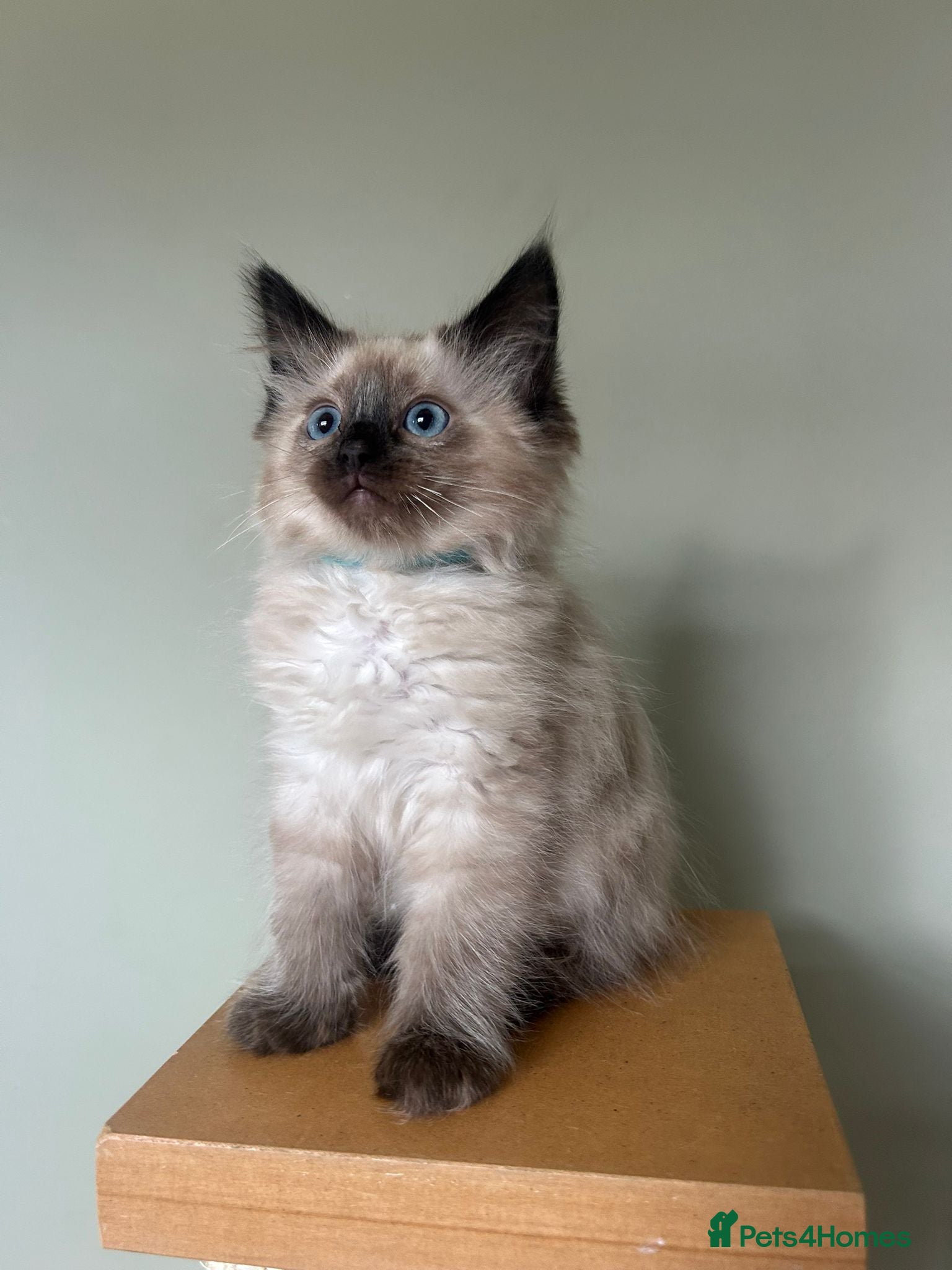 Ragdoll cats Beautiful Ragdoll Kittens  - Advert 3