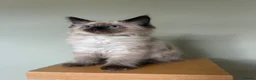 Ragdoll cats for sale: Beautiful Ragdoll Kittens  - Advert 1