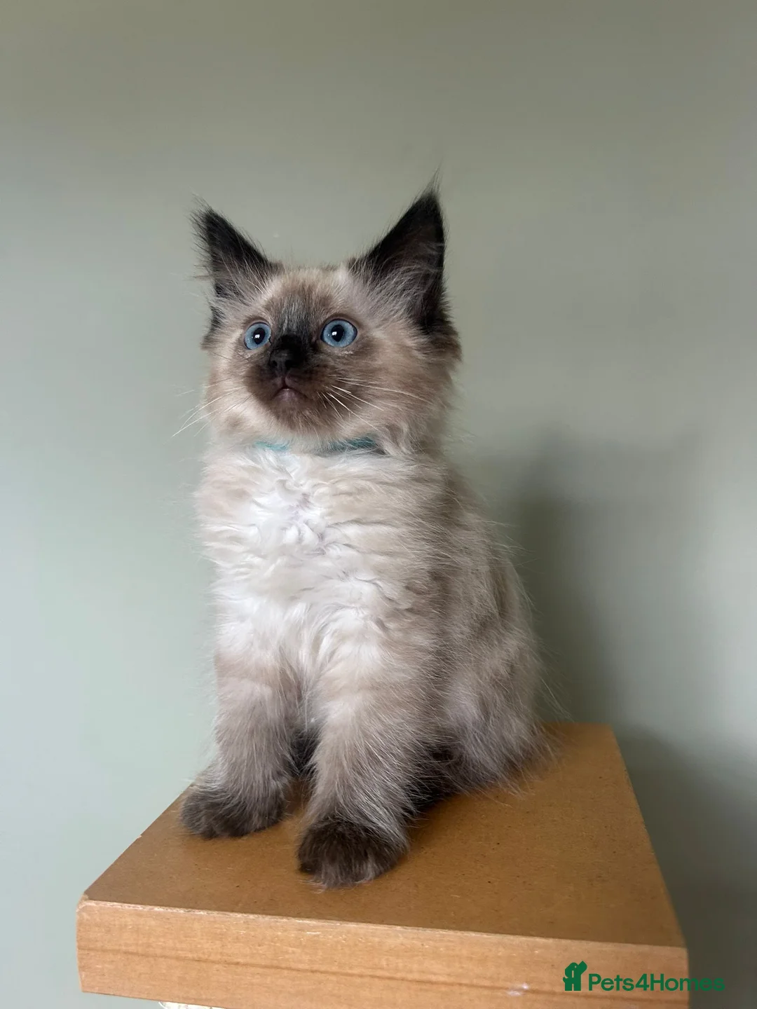 Ragdoll cats for sale: Beautiful Ragdoll Kittens  - Advert 1