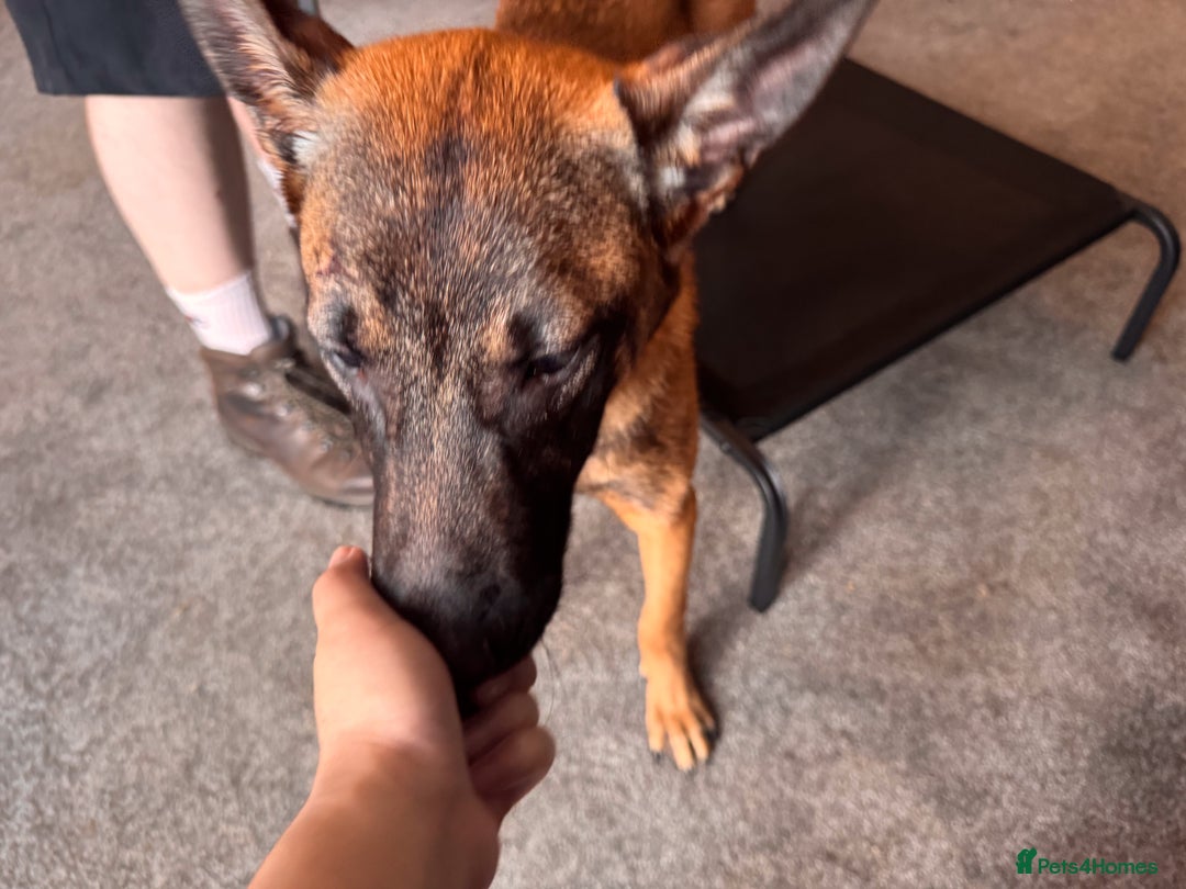 Belgian Shepherd Dog dogs for sale: Kairo - Urgent Rehome - Image 10
